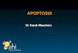 APOPTOSIS Dr Sarah Meachem. Intentions of this talk Define apoptosisDefine apoptosis terminology, methods to detect Define necrosisDefine necrosisterminology