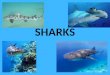 SHARKS. Sharks Sharks have been on earth for more than 450 million years. Older than dinosaurs. Sharks belong to the class of fish: Chondrichtyes. More