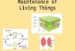 Maintenance of Living Things. Photosynthesis Autotrophic Nutrition Light Energy Chemical Energy Equation: