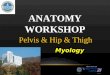 ANATOMY WORKSHOP Pelvis & Hip & Thigh Myology. LATERAL THIGH