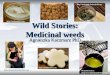 Wild Stories: Medicinal weeds Agnieszka Kaczmarz PhD Henriette Kress. http//www.henriettesherbal.com http// herbmentor.com http://bearmedicineherbals.com