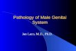 Pathology of Male Genital System Jan Laco, M.D., Ph.D