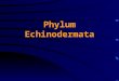 Phylum Echinodermata. General Characteristics Adults exhibit pentamerous radial symmetry Radially symmetry is secondary; larvae are bilaterally symmetrical