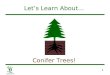 1 Let’s Learn About… Conifer Trees!. 2 What Is a Conifer Tree? Has cones Has needles –Needles stay green year round until they die Has soft wood Has seeds