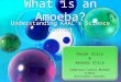 What is an Amoeba? Understanding KAAC’s Science Content Derek Stice & Amanda Stice Edmonson County Middle School Assistant Coaches