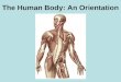 The Human Body: An Orientation. Anatomical Position Body standing upright feet slightly apart palms facing forward thumbs point away from body