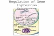 Regulation of Gene Expression Eukaryotes. I. Regulation at Stages A. All organisms prokaryotes and eukaryotes alike have to regulate which genes are expressed