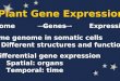 Plant Gene Expression Genome Genes Expression Differential gene expression Spatial: organs Temporal: time Same genome in somatic cells Different structures