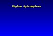 Phylum Apicomplexa. Characteristics of Apicomplexa Shape of cell maintained by pellicle