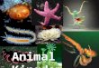Animal Kingdom. Animals Domain: Eukarya Kingdom: Animalia Characteristics of the Kingdom Animalia: 1)Acquire food via ingesting food then digesting the