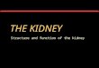 THE KIDNEY Structure and function of the kidney. Function of the kidney The kidney has two main roles. One of the kidney’s roles is to maintain a stable