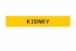 KIDNEY. Urinary System- Includes the kidneys, ureters, urinary bladder, and urethra