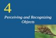 Perceiving and Recognizing Objects 4. Object Recognition Objects in the brain Extrastriate cortex: The region of cortex bordering the primary visual cortex