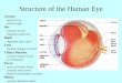 Structure of the Human Eye Cornea protects eye refracts light Iris colored muscle regulates pupil size Pupil regulates light input Lens focuses images