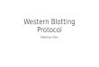 Western Blotting Protocol Matthew Allan. Western Blotting Protocol I.Prepare protein samples II.SDS PAGE III.Membrane transfer IV.Preliminary Staining