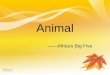 Animal ——Africa's Big Five. New words: 非洲五霸（ Big Five ） Rhinoceros 犀牛 Rhinoceros horn 犀牛角 leopard [‘lepəd] 豹子 Buffalo 非洲野牛 carnivore ['k ɑ