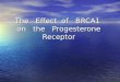 The Effect of BRCA1 on the Progesterone Receptor