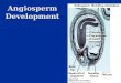 Angiosperm Development. Embryogenesis Establishes body plan of the plant Establishes body plan of the plant  Apical-based pattern  Radial pattern Accompanies