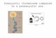 Eukaryotic chromosome compared to a prokaryotic one