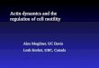 Alex Mogilner, UC Davis Leah Keshet, UBC, Canada Actin dynamics and the regulation of cell motility