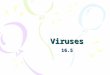 Viruses 16.5. Why are viruses considered non-living? Do they have organelles? Do they carry out life processes? –Grow, take in food, make waste? –How