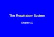 The Respiratory System Chapter 11. Respiration Physiological process by which oxygen moves into internal environment and carbon dioxide moves out Oxygen