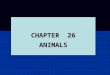 10/15/2015 CHAPTER 26 ANIMALS. 10/15/2015 ANIMALS Adapted to live in all environments Adapted to live in all environments land, oceans, fresh water, cool