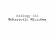 Biology 331 Eukaryotic Microbes. Eukaryotic Groups With Microbes Algae - many chlorophylls, few pathogens Fungi - structure groups, many pathogens