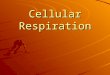 Cellular Respiration. How do living things get the energy they need to survive? From the food they eat! Remember the gummy bear?!?
