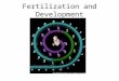 Fertilization and Development. Gamete formation Before sexual reproduction can occur, both male and female gametes need to be produced. They are formed