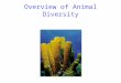 Overview of Animal Diversity. 2 General Features of Animals Animals are a diverse group of consumers that share major characteristics All are heterotrophs