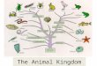 The Animal Kingdom. Characteristics of Animals Eukaryotic Multicellular Reproduce Specialized Cells Heterotrophic (must obtain food) Must Digest Food