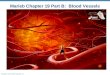 Copyright © 2010 Pearson Education, Inc. Marieb Chapter 19 Part B: Blood Vessels