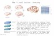 The Visual Cortex: Anatomy The LGN projects to ipsilateral primary visual cortex (area 17, striate cortex). Remember that this means that left visual field