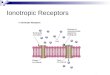 Ionotropic Receptors Postsynaptic potentials Depending on the type of ion channel which opens, the postsynaptic cell membrane becomes either depolarized