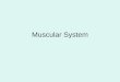 Muscular System. Parts of a Muscle 1. Origin: Point of attachment that does not move when a muscle contracts- usually bone, can be another muscle. 2