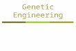 Genetic Engineering Genetic Engineering Then  Agriculture – Study of Heredity Picking the best plants and using those seeds.  Animal Breeding Artificial