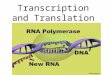Transcription and Translation. What is Transcription? It is a process that produces a complementary strand of RNA by copying a complementary strand of