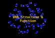 DNA Structure & Function. Perspective They knew where genes were (Morgan) They knew what chromosomes were made of Proteins & nucleic acids They didn’t