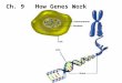 Ch. 9 How Genes Work. Ch. 9-1 Understanding DNA How Scientists Identified the Genetic Material Scientists knew that chromosomes were involved in the transmission