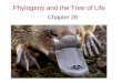Phylogeny and the Tree of Life Chapter 26. Are they related?
