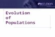 Evolution of Populations Vocabulary 1) Allele 2) Gene Pool 3) Genotype 4) Mutation 5) Phenotype 6) Polygenic Trait 7) Population
