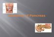 Anatomy of Pancreas.  Identify location of the Pancreas  Recognize important anatomical relations to the pancreas  Identify different parts of the