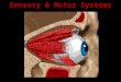 Sensory & Motor Systems. Some vocabulary: Sensation Action potentials that reach the brain via sensory neurons Perception The brain’s awareness of sensations
