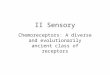 II Sensory Chemoreceptors: A diverse and evolutionarily ancient class of receptors