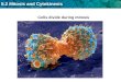 5.2 Mitosis and Cytokinesis Cells divide during mitosis