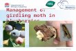 Management of girdling moth in blueberries. Introduction and background Pest Idiophantis habrias (Lepidoptera: Gelichiidae) About 5mm in size Virtually