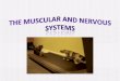 The Muscular System Muscles contribute to the outward appearance of animals and are essential for movement, posture, breathing, circulation, digestion,
