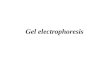Gel electrophoresis. Purposes To understand the principle of Gel electrophoresis. To become familiar with the part of the electrophoresis setup. Gel electrophoresis:
