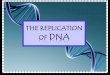 Today you will… Explain the process of DNA replication. Identify the specific roles of the enzymes and proteins involved in DNA replication